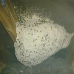 wasp nest removal services
